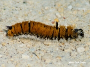 Fingered Dagger Moth caterpillar Acronicta dactylina winnipeg Canada photo Dick Jones