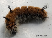 Fingered Dagger Moth caterpillar (Acronicta dactylina) Alberta Canada photo Robyn Mallo