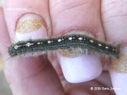 Forest Tent caterpillar Malacosoma disstria Texas © 2016 Sara Jackson