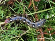 Galium Sphinx or Bedstraw Sphinx caterpillar (Hyles gallii) Cumberland County US - photo Bennett Visvader