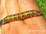 Galium Sphinx caterpillar hyles gallii sighting NY US recorder Nathaniel Marciano