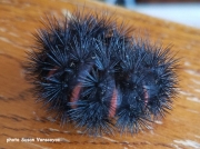 Giant Leopard moth caterpillar (Hypercombe scriboria) Pennsylvania US - photo Susan Vanscoyoc