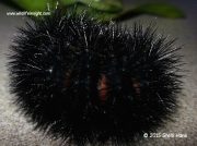 Giant Leopard moth caterpillar Hypercombe scriboria Niles Michigan State © 2015 Shelli Hans
