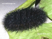 Giant Leopard moth woolly bear caterpillar Niles Michigan © 2015 Shelli Hans