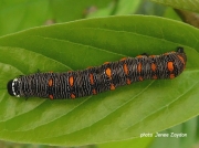 fruit piercer caterpillar Miami Florida photo Jenee Zaydon