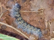 Greater Oak Dagger caterpillar ( Acronita lobeliae) South Carolina US  photo Caroline Culbertson