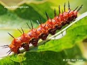 Gulf Fritillary caterpillar Texas © Bart Eason 2015