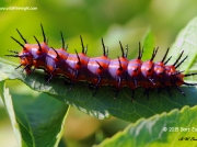 Gulf Fritillary caterpillar Texas © 2015 Bart Eason