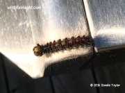 Gypsy moth part grown caterpillar (Lymantria dispar) Connecticut US photo Sandie Taylor
