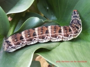 Hippotion osiris, Greater silver striped or Large striped Hawkmoth caterpillar South Africa Sphoto Marthinus van der Westhuizen