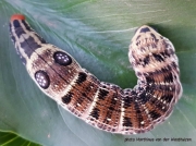 Hippotion osiris, Greater silver striped or Large striped Hawkmoth caterpillar South Africa Sphoto Marthinus van der Westhuizen