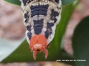 Hippotion osiris, Greater silver striped or Large striped Hawkmoth caterpillar South Africa Sphoto Marthinus van der Westhuizen