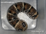 Large Striped Hawkmoth caterpillar/Greater Silver-striped Hawkmoth, Hippotion osiris, South Africa © 2015 Chantall Du Toit