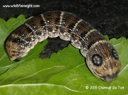 Large Striped Hawkmoth caterpillar/Greater Silver-striped Hawkmoth, Hippotion osiris, South Africa © 2015 Chantall Du Toit