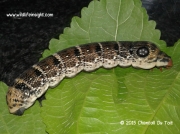 Large Striped Hawkmoth caterpillar/Greater Silver-striped Hawkmoth, Hippotion osiris, South Africa © 2015 Chantall Du Toit