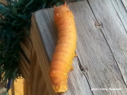 Imperial moth caterpillar Florida Eacles imperialis photo Kenny Ruokonen
