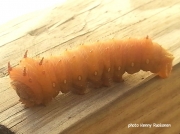 Imperial moth caterpillar Florida Eacles imperialis photo Kenny Ruokonen