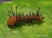 Imperial moth 2 day old caterpillar Eacles imperialis Naples Fl photo Laura Manson