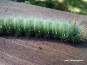 Imperial moth caterpillar Eacles imperialis US photo Kelley Hambrick