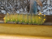 Imperial Moth caterpillar (Eaclis imperialis) photo © 2015 Diane Baldwin