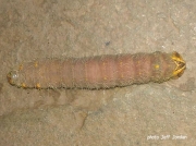 Imperial moth caterpillar prepupating Eacles imperialis Pennsylvania US photo Jeff Jordan