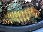 Imperial moth prepupating caterpillar (Eacles imperialis) Texas US photo Oscar Gonzales