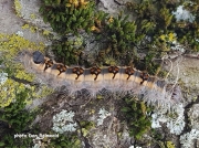 Interrupted Dagger moth caterpillar (Acronicta interrupta) Connecticut US photo Dan Reinwald