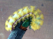 Io moth caterpillar yellow instar (Automeris io) recorded in Pennsylvania USA photo © 2015 Tracy Didyk