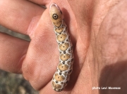 Juanita Sphinx caterpillar (Proserpinus jaunita) Dakota, US photo Levi Moxness