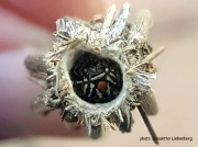 Wattle Bagworm, Kotochalia junodi, Psychidae (unconfirmed) South Africa photo Samantha Liebenburg
