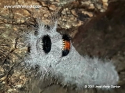Lappet-moth-caterpillar-species -Gauteng-South Africa © 2015 Anne-marie Gerber