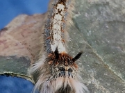 Lappet caterpillar species South Africa photo Debbie Stevenson
