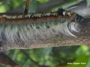 Lappet moth caterpillar Joburg South Africa photo Dagmar Artz