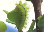 Latoia latistriga, Broad-banded Latoia, Limacodidae stinging slug caterpillar Kwa Zulu Natal South Africa photo Denise Becke