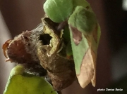 Latoia latistriga, Broad-banded Latoia, Limacodidae, recently emerged moth, Kwa Zulu Natal South Africa photo Denise Becke
