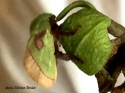 Latoia latistriga, limacodid moth recently emerged from cocoon photo Kwa Zulu Natal, South Africa photo Denise Becke