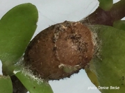 Latoia latistriga, Broad-banded Latoia, Limacodidae stinging slug cocoon, Kwa Zulu Natal South Africa photo Denise Becke