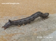 Likely Achaena lienardi larva Erebidae species Tanzania © Jeffrey Lewis