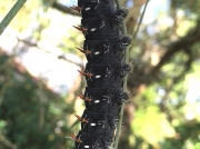 Likely Giant Silkmoth caterpillar Nudaurelia wahlbergii © Ken Mutinda