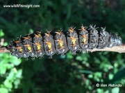 Likely Giant Silkmoth caterpillar Nudaurelia wahlbergii © Ken Mutinda