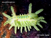 Limacodid caterpillar species Ndoto Mountain Range Kenya © Freddie Deeble
