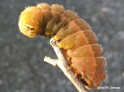 Luna Moth caterpillar prepupating W Virginia US photo Ed Johnson