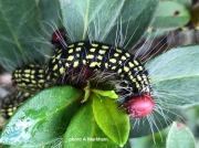 Major Datana or  Azalea caterpillar (Datanor major) on azalea,  S Carolina photo Al Markham