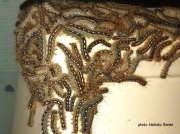 Forest Tent caterpillars Malacosoma disstria, Florida US photo Melinda Renee