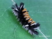 Milkweed Tussock caterpillar Vermont US photo Micheal Nahmias