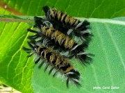 Milkweed Tussock caterpillars (Euchaetes egle) Ohio US photo Carol Zeller