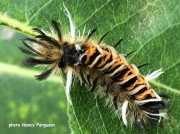 Milkweed Tussock caterpillar (Euchaetes egle) New Hampshire US photo Nancy Ferguson