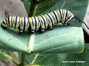 Monarch or Milkweed Butterfly caterpillar (Danaus plexippus)