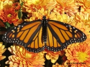 Monarch or Milkweed Butterfly,  Danaus plexippus