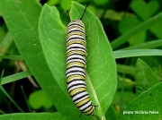 Monarch or Milkweed Butterfly caterpillar,  Danaus plexippus